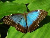 [Blue Morpho Butterfly] Click to enlarge